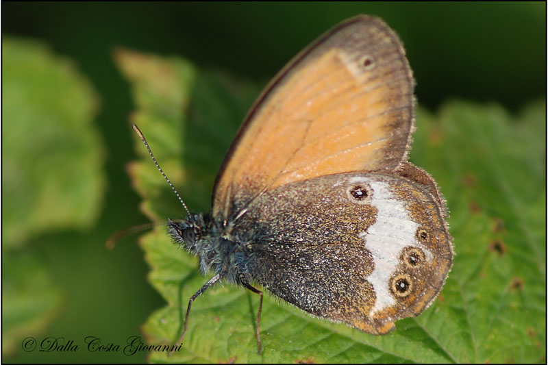 Coenonympha   specie?